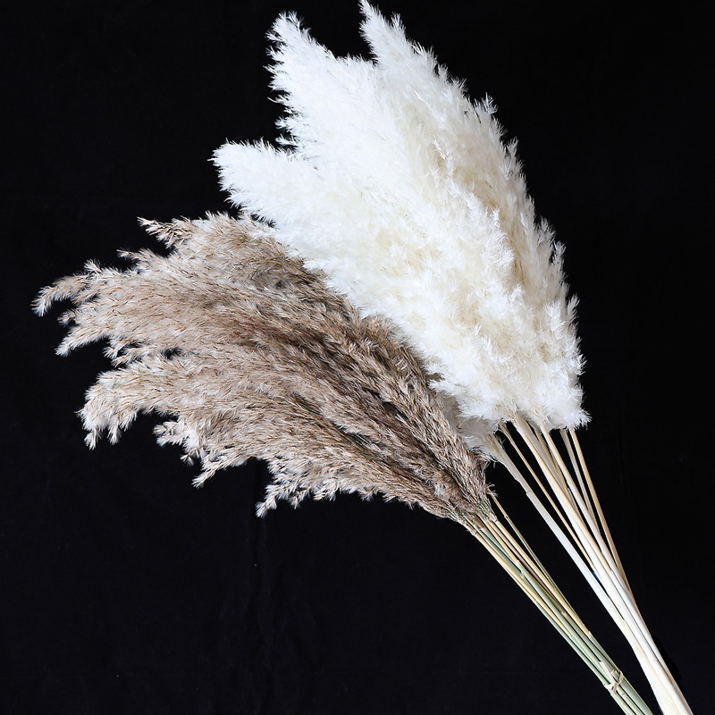 10개 다채로운 천연 갈대 팜파스 그래스 드라이플라워, - Pampas Grass Decor 리뷰 및 가격