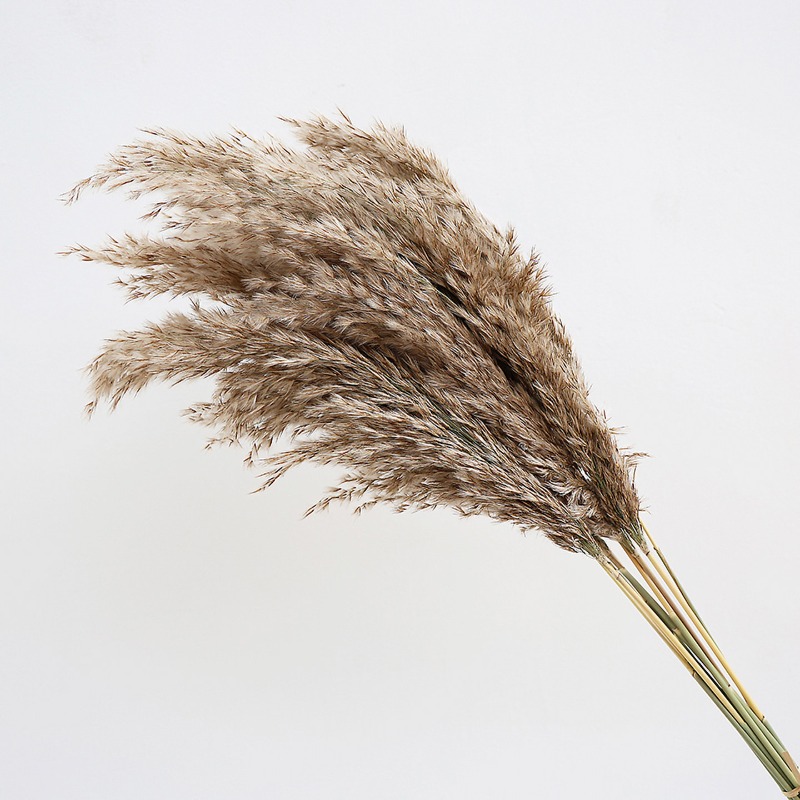 10개 다채로운 천연 갈대 팜파스 그래스 드라이플라워, - Pampas Grass Decor 리뷰 및 가격
